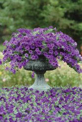 Easy Wave Petunia Blue